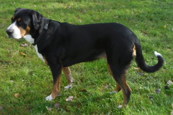 Zäta
