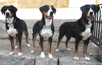 Kennel Groseros