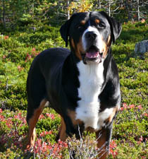 Isak