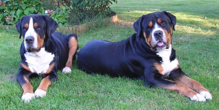 Elixus vom Röddenser Busch & Athos vom Ellernbruch