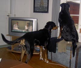 Oscar - Greta