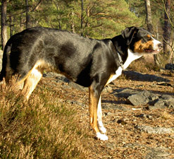 Zäta