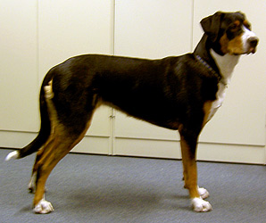 Zäta
